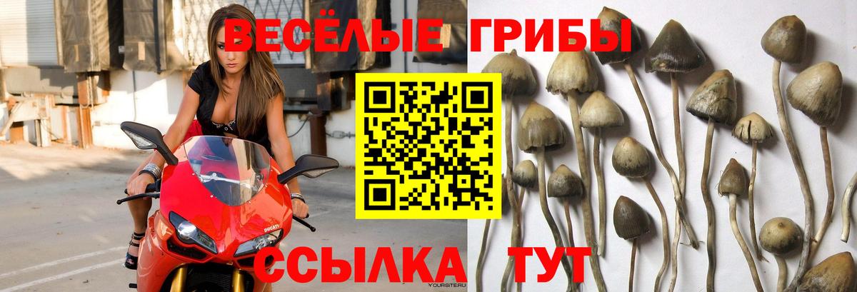 Ставрополь  Галлюциногенные грибы MAGIC MUSHROOMS  даркнет сайт  Вход с VPN 